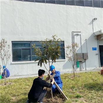 2022年3月植树活动