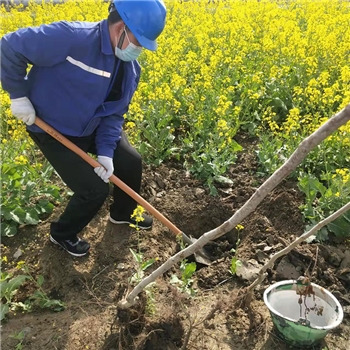 2022年3月植树活动