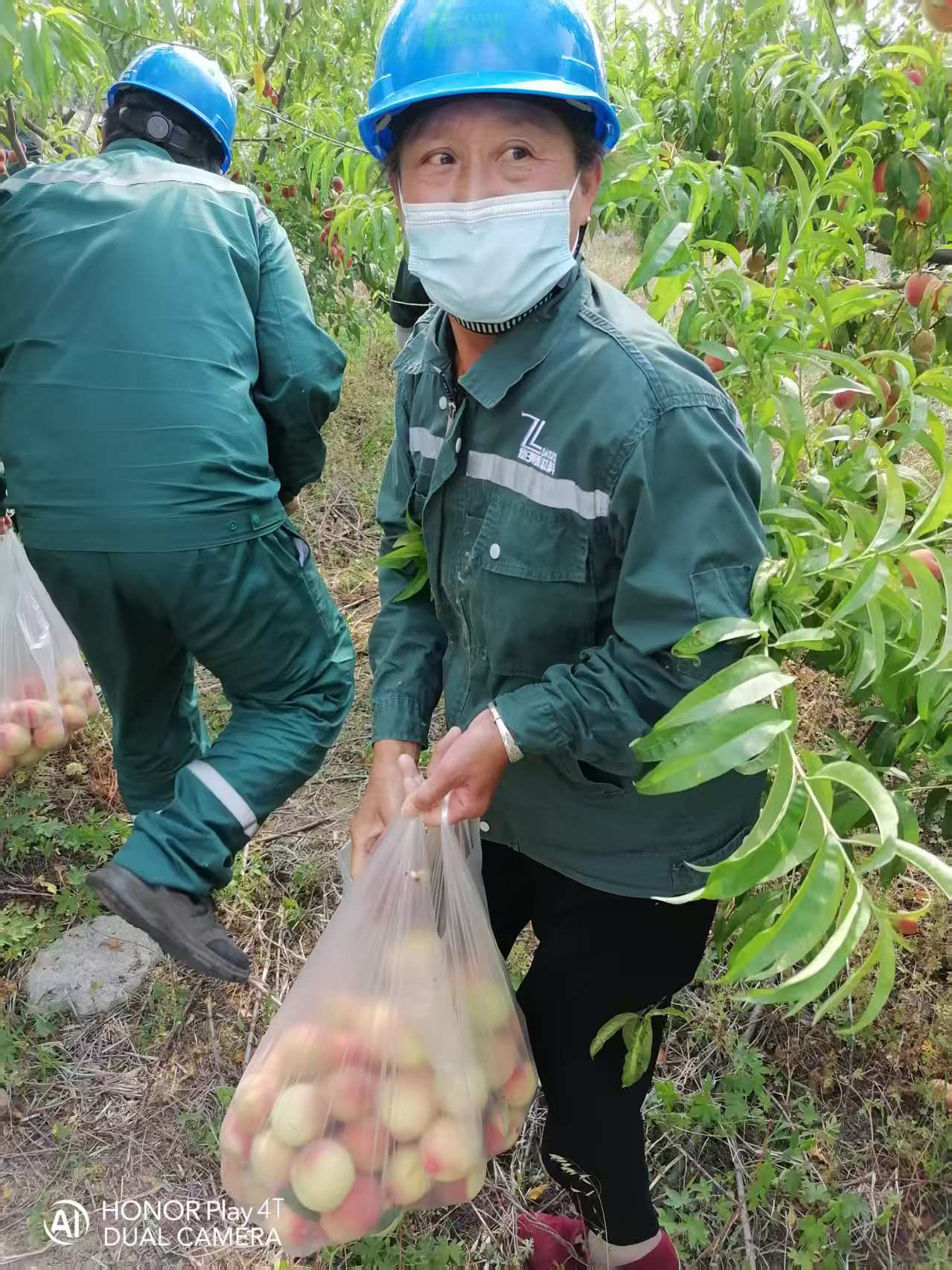 2025年6月绿洲桃园采摘活动