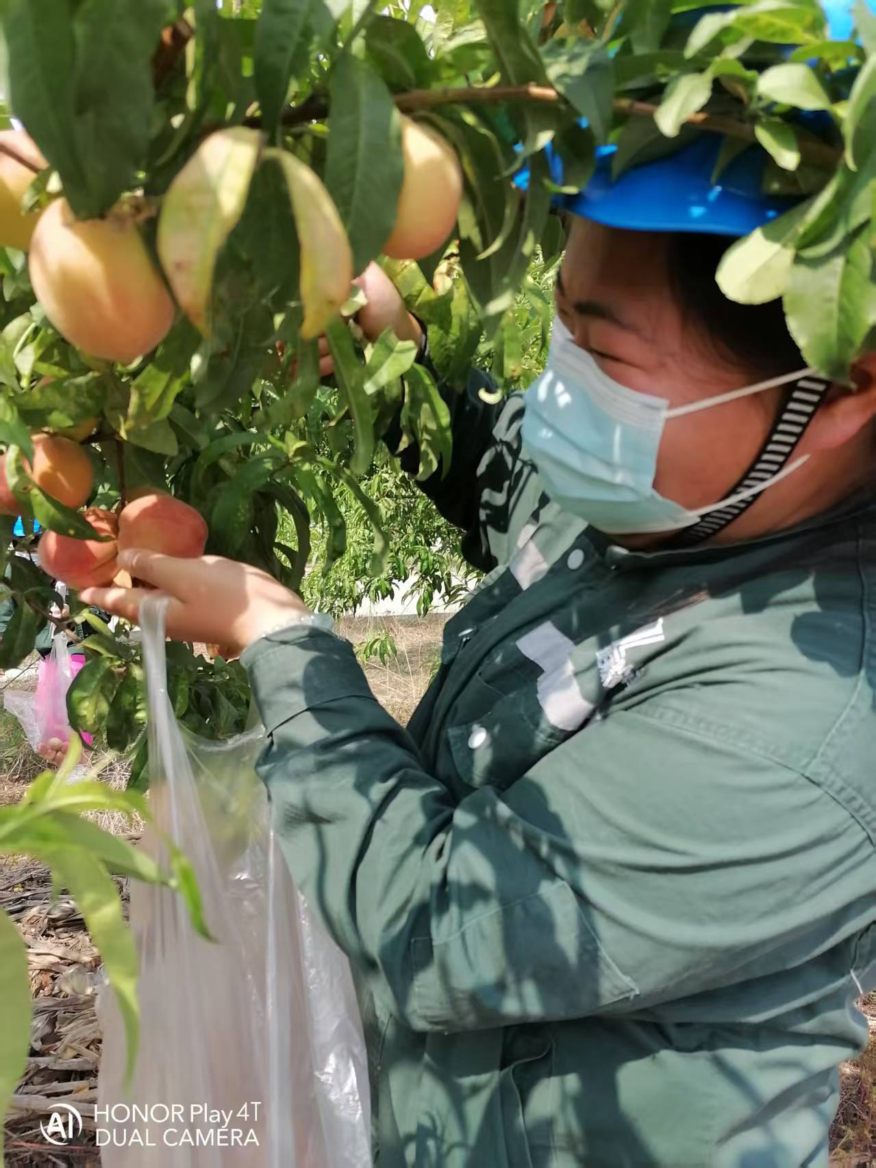 2025年6月绿洲桃园采摘活动